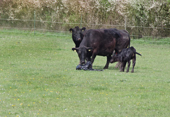 frisch geborenes angus kalb