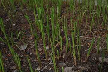 Spring lily sprouts growing out from the ground