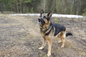 German shepherd dog in beautiful spring day