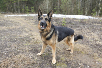 German shepherd dog in beautiful spring day