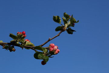 Kwiat Jabłoni - obrazy, fototapety, plakaty