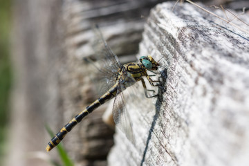 Dragonfly in a trunk