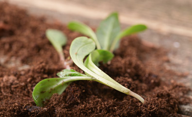 Replacing of seedling, several young green sprouts lie