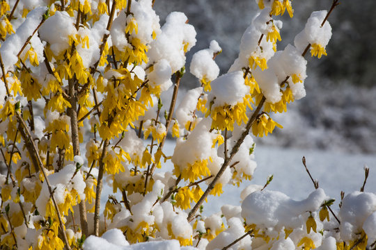 Forsythien-Strauch im Schnee