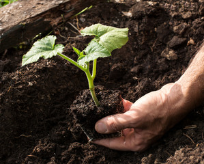 planting of a newborn plant