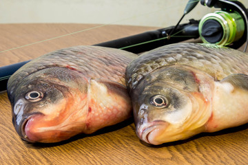 carp with fishing tackle