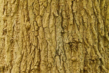 Bark of a lime tree