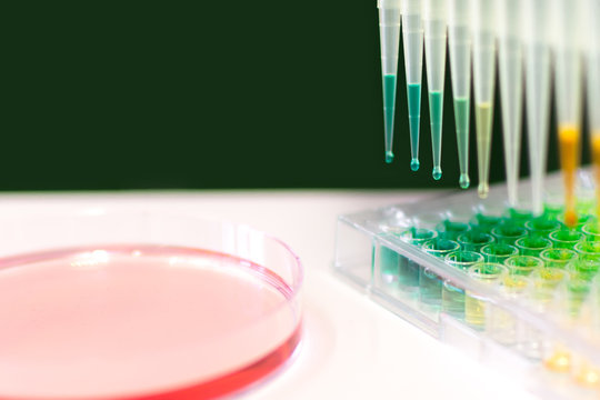 Microtiter Plate and Petri Dish with Liquid