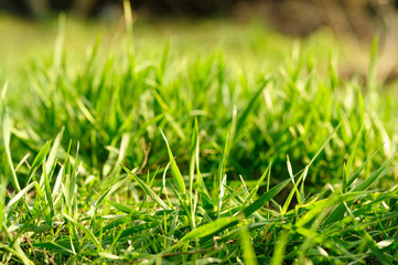 Green grass6