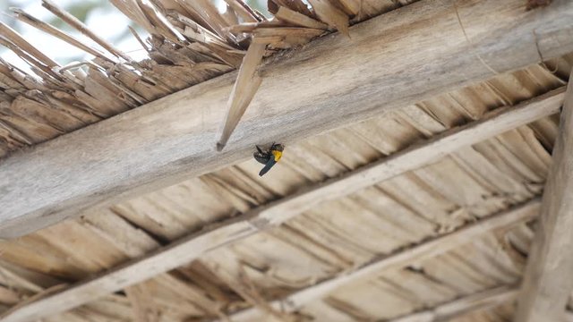 Wooden roof and hornet