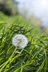 Beautiful dandelion on green sunny meadow