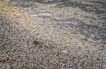 Fototapeta na wymiar The sandy shores of the sea, dotted with seashells