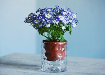 Fresh cinerarias in a vase on wooden table