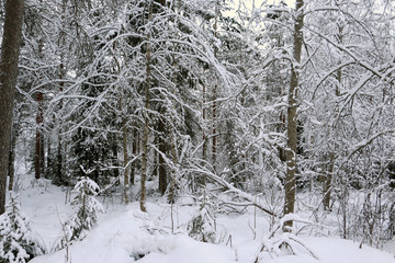 Trees in cold winter day and snow