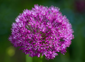 Purple alium onion flower close up shot.