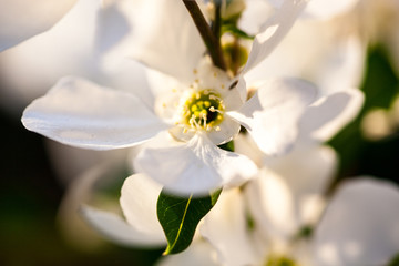 Close up of the pear tree flowers