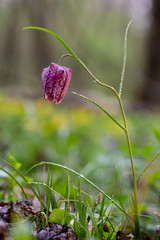 Wild Chess Flower on a Meadow