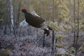 Jumping male Black Grouse at swamp courting place before dawn