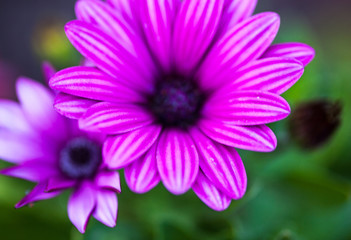 Purple flower of osteospermum