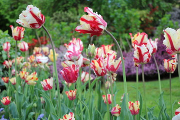 Colorful Elite tulips in spring, Italy