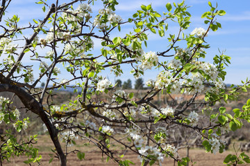 Flores del árbol
