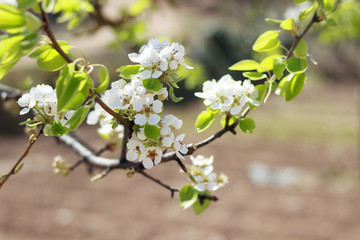 Flores del árbol