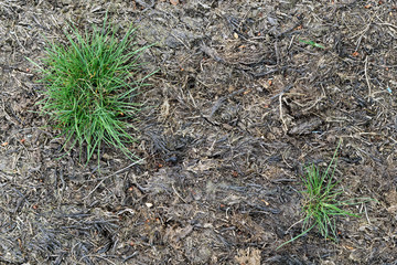 Pests and disease cause a large amount of damage to lawns

