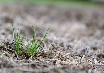 Pests and disease cause a large amount of damage to lawns
