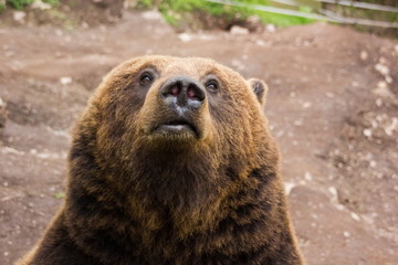 Fototapeta na wymiar Brown bear.