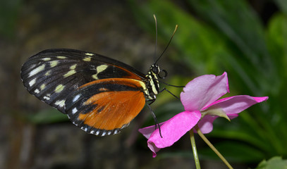Papillon Le Diadème ou Nymphale du pourpier (Hypolimnas missipus) et pétales rose, originaire du Kenya