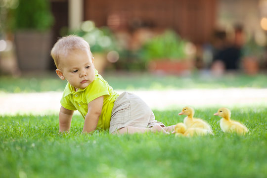 Baby Boy Crawling On Green Grass And Looking Back At Spring Ducklings