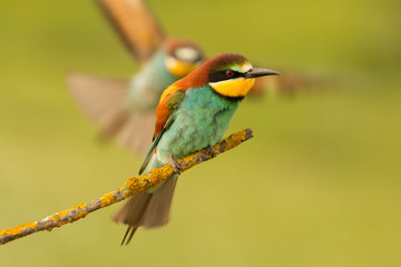 Bee-eater on a branch and the partner comes flying