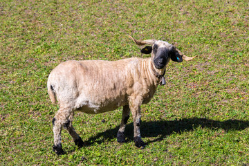 Valais blacknose sheep in  Alps