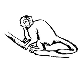 Monkey sitting on a branch