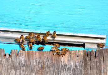 bee hive with bees on it