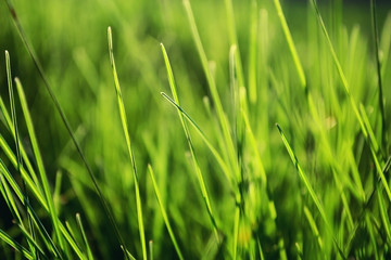  green grass background