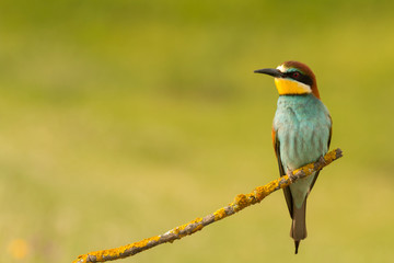 Small bird perched nice plumage