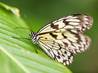 Paper kite (idea leuconoe) in primeval forest.