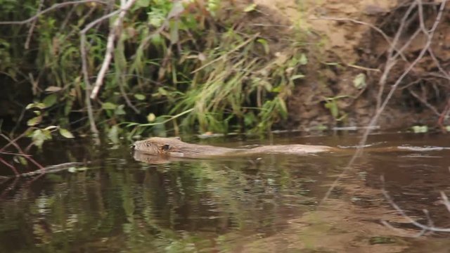 Beaver river West Siberian