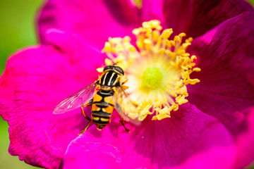 Pink peony flower with pollinating wasp
