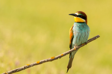 Small bird perched nice plumage