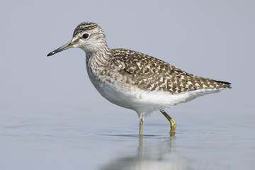 Obraz premium Piro piro