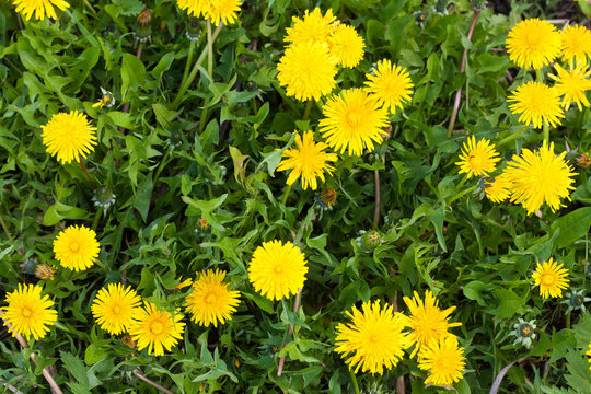 Yellow dandelions nature background