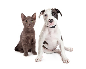 Cute Puppy and Kitten Sitting Together