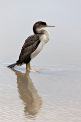 Spotted Shag (Phalacrocorax punctatus)
