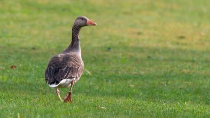 Graugans (Anser anser) auf einer Wiese am Teich