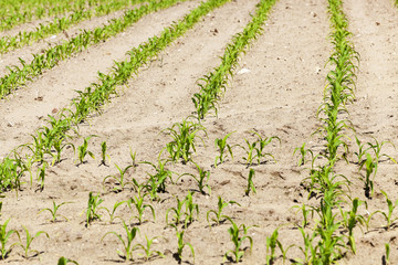 Fototapeta na wymiar Field of green corn 