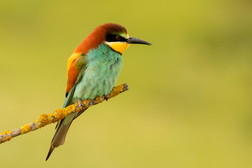 Small bird perched nice plumage