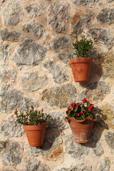 cute blooming flowers in clay pots hung on the stone wall
