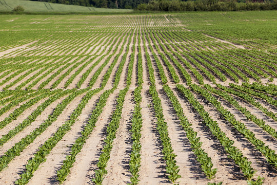 field with beetroot  